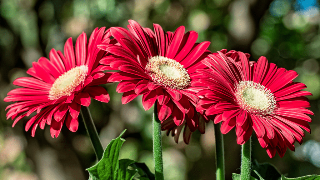 Gerbera Pflege Alles zu Standort, Gießen, Düngen & Vermehren