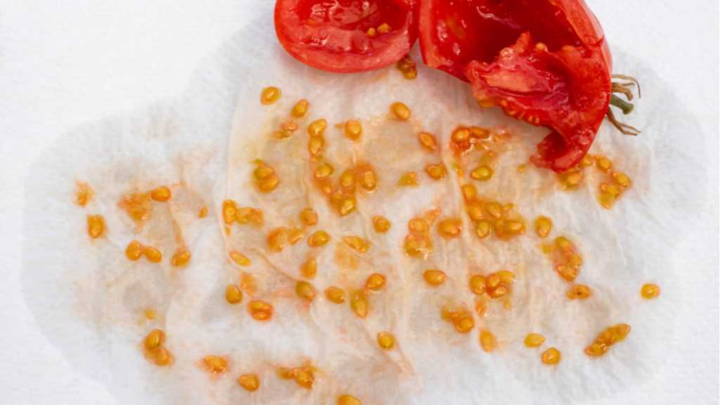 Tomatensamen.