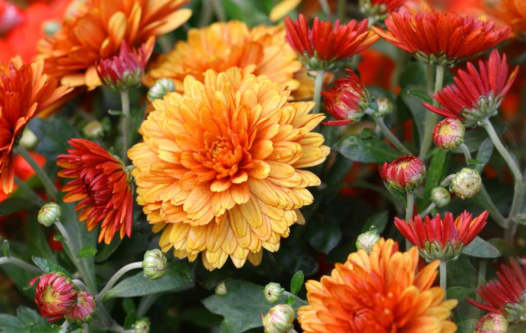 Chrysanthemen Die winterharte Herbstpflanze richtig