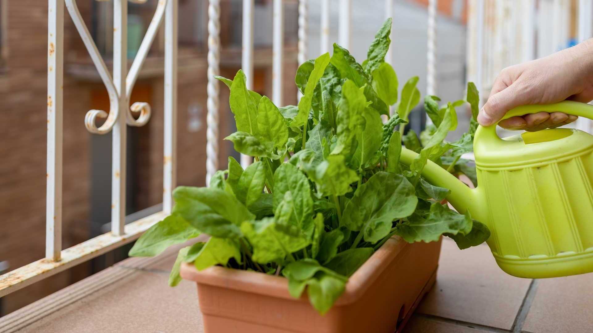 Salat im Blumenkasten wird auf dem Balkon gegossen.