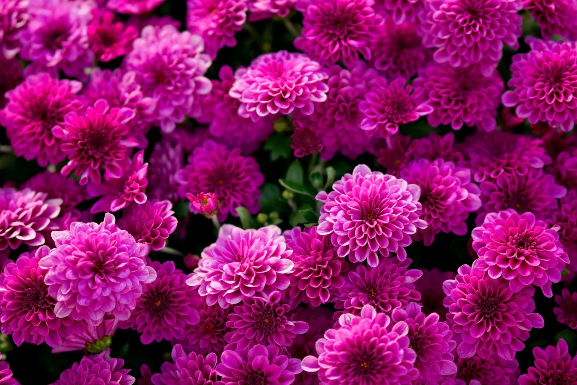 Chrysanthemen Die winterharte Herbstpflanze richtig pflegen Haus