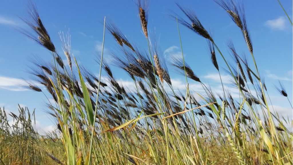 Emmer auf dem Feld