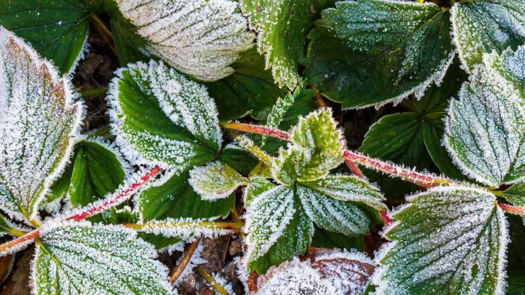 Nahaufnahme von Frost auf Erdbeerblättern