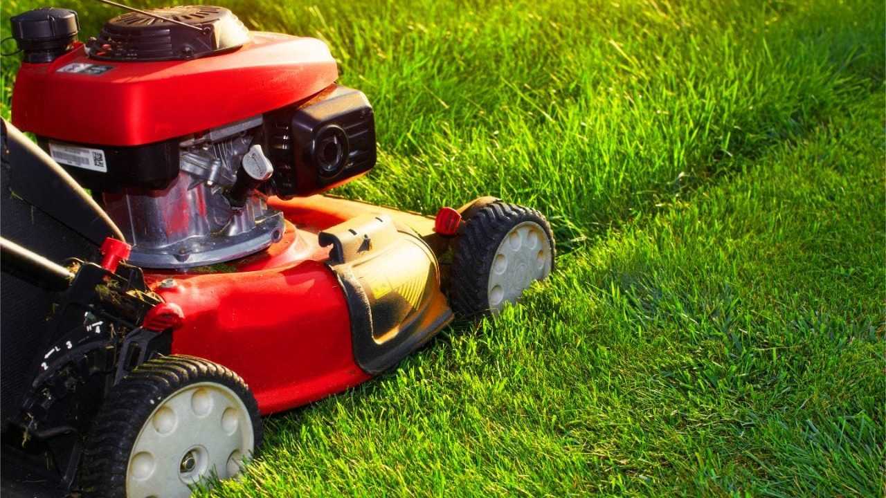 Regelmäßiges Rasen mähen beugt Klee im Rasen vor.