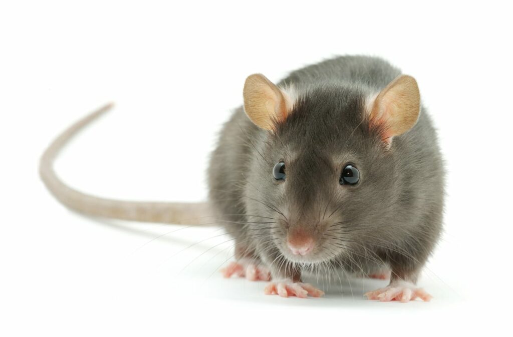 Ratten Vertreiben Mit Diesen Tipps Funktioniert Es Garantiert