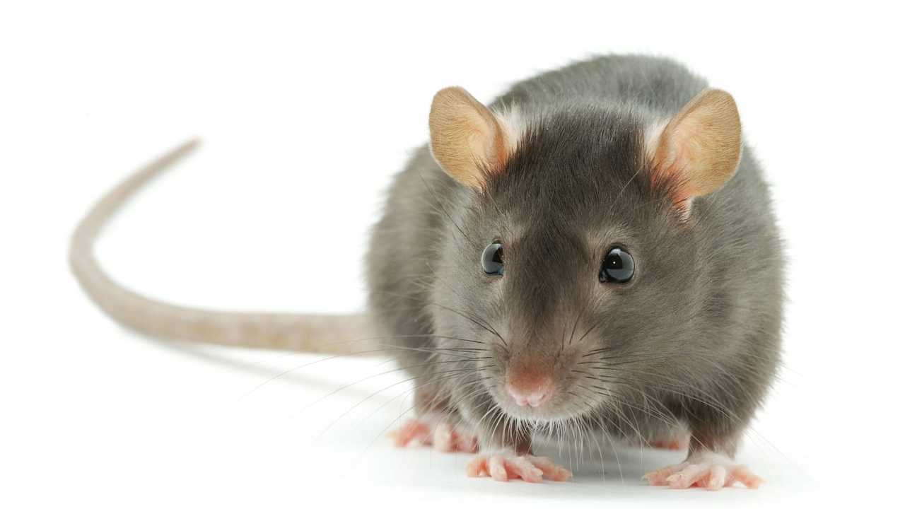 Ratte