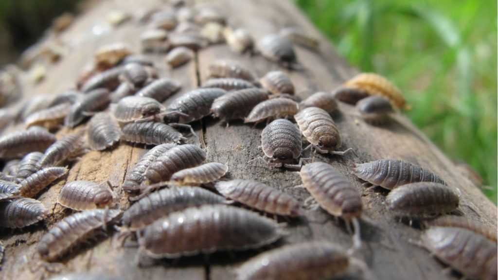 Asseln auf Holz.