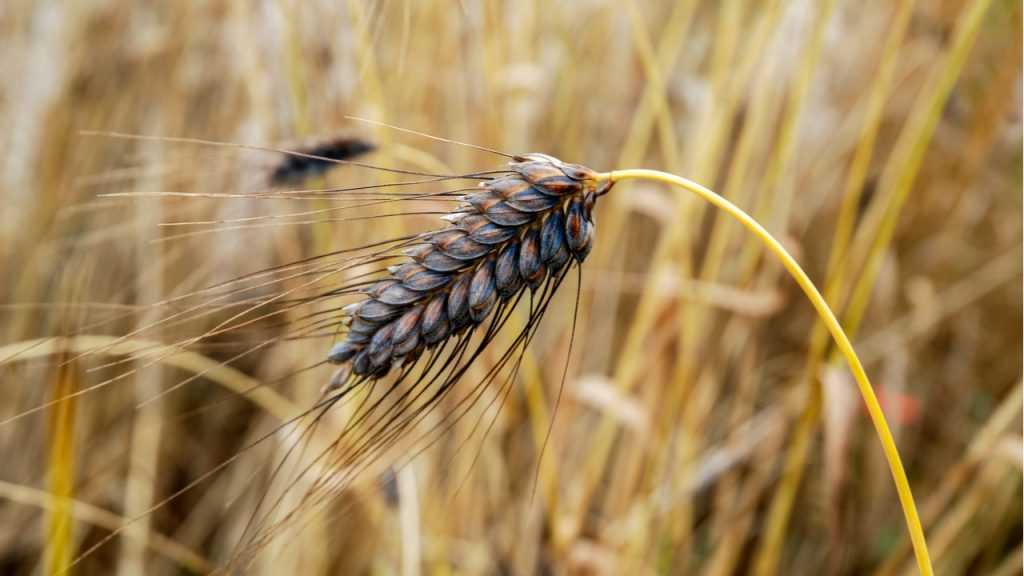 Emmer im Freien