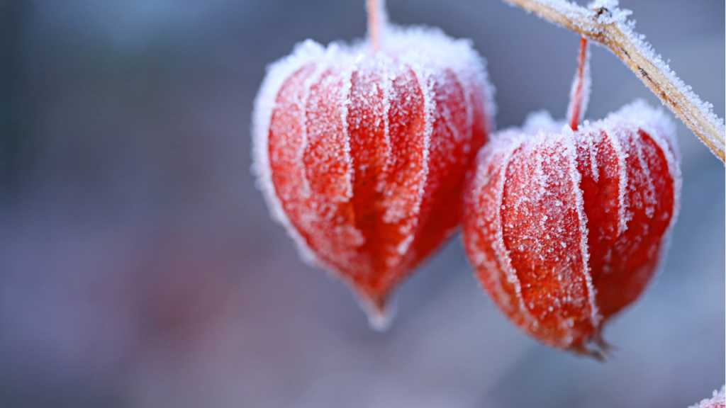 Ein Physalis Überwintern im Freien ist in unseren Breitengraden nicht möglich.