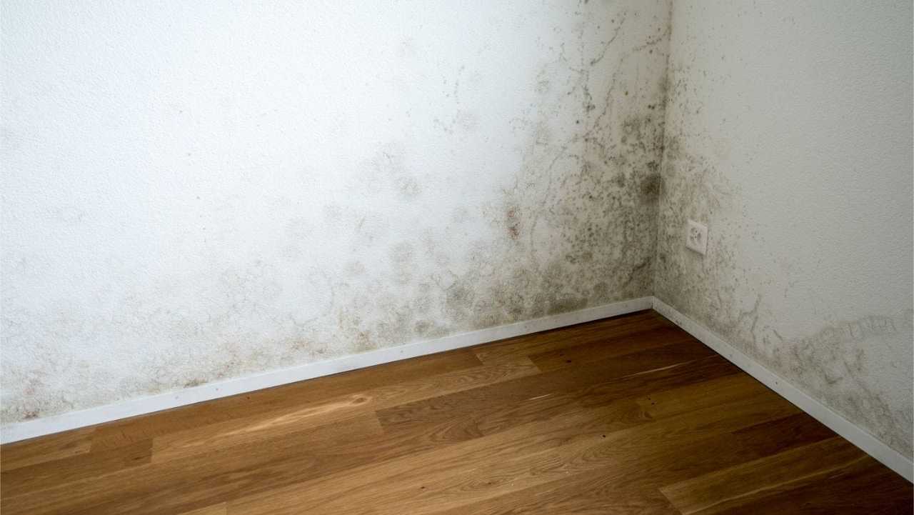 Schimmel an der Wand ist weit verbreitet.