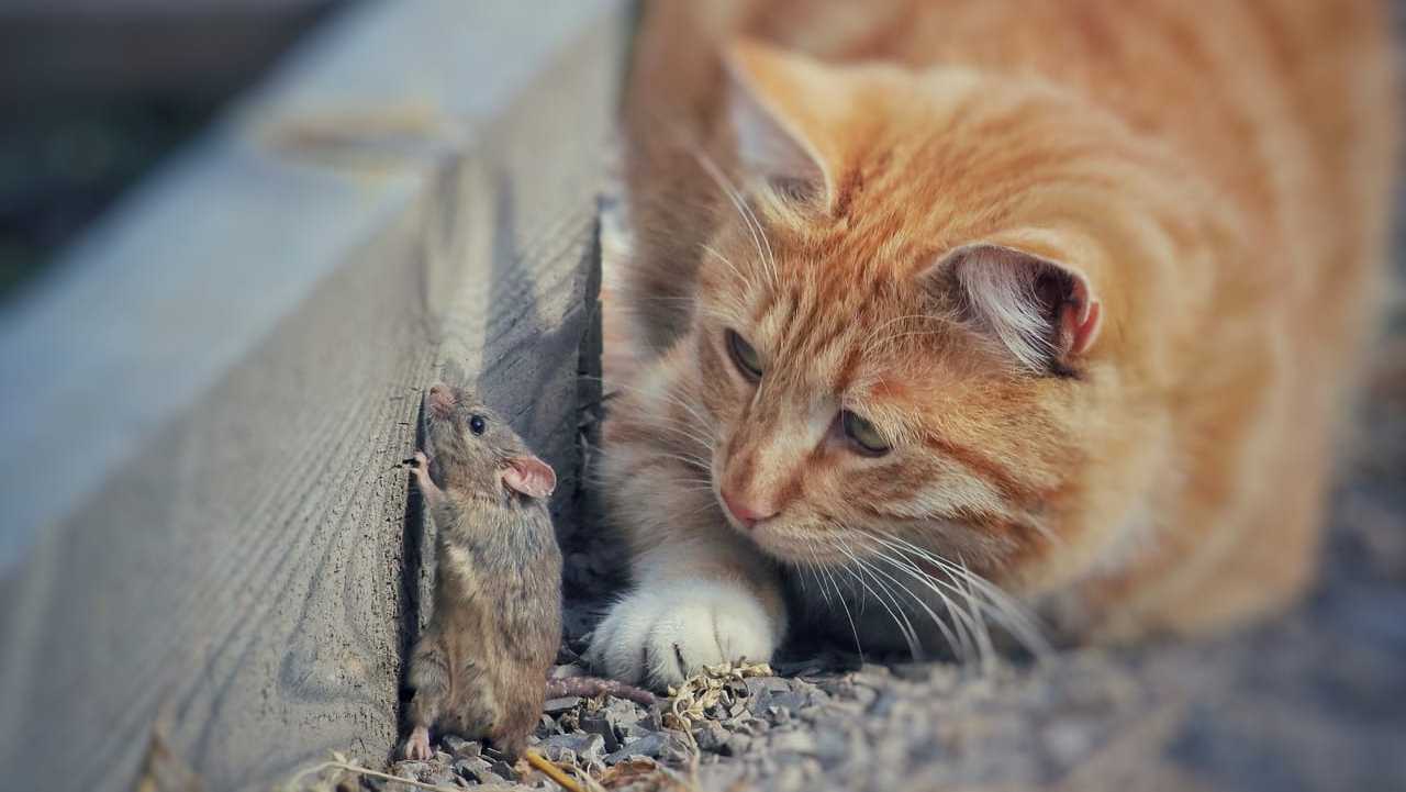 Katze beobachtet eine Maus