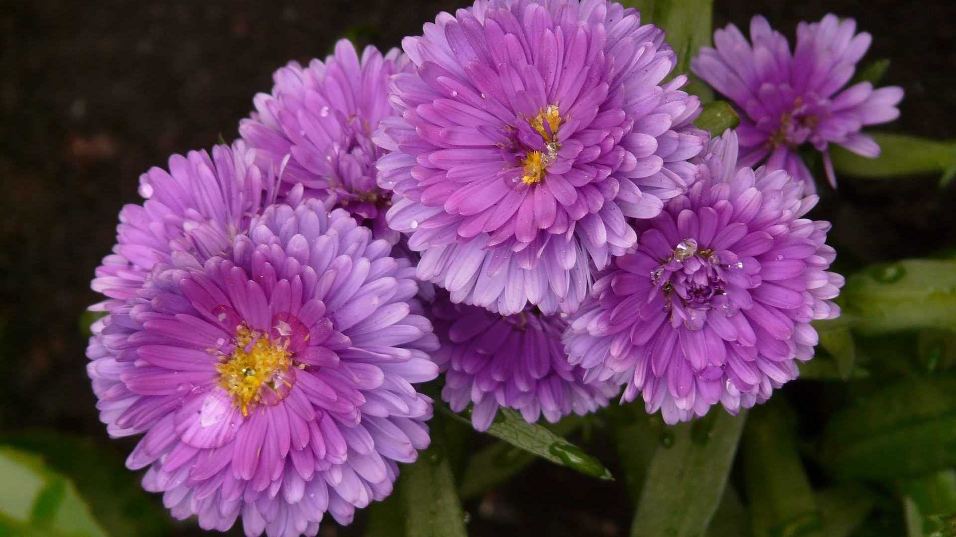Violette Stauden in einem Blumenbeet angelegt.