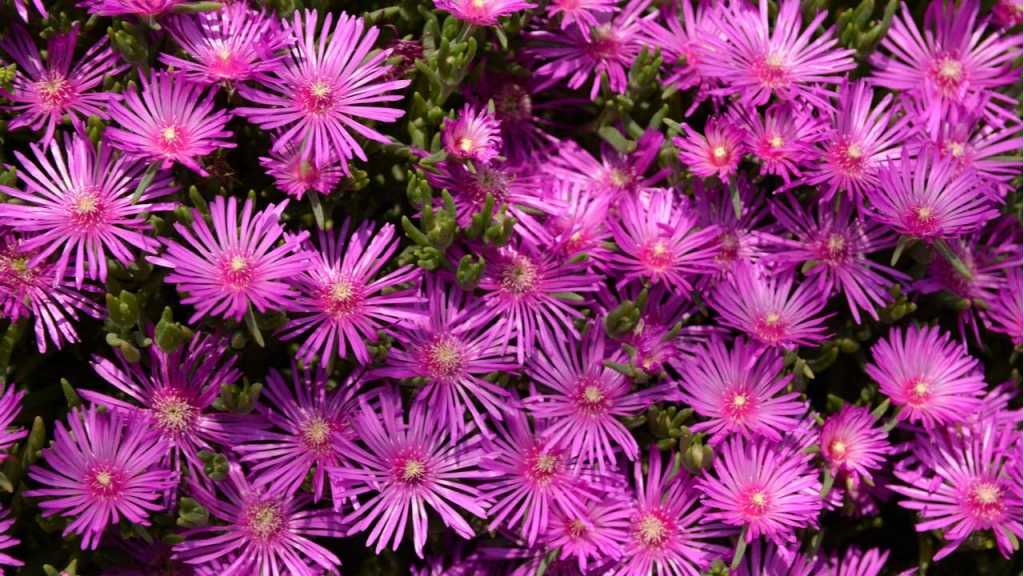 Stauden-Mittagsblume Sukkulente Blüten im Garten