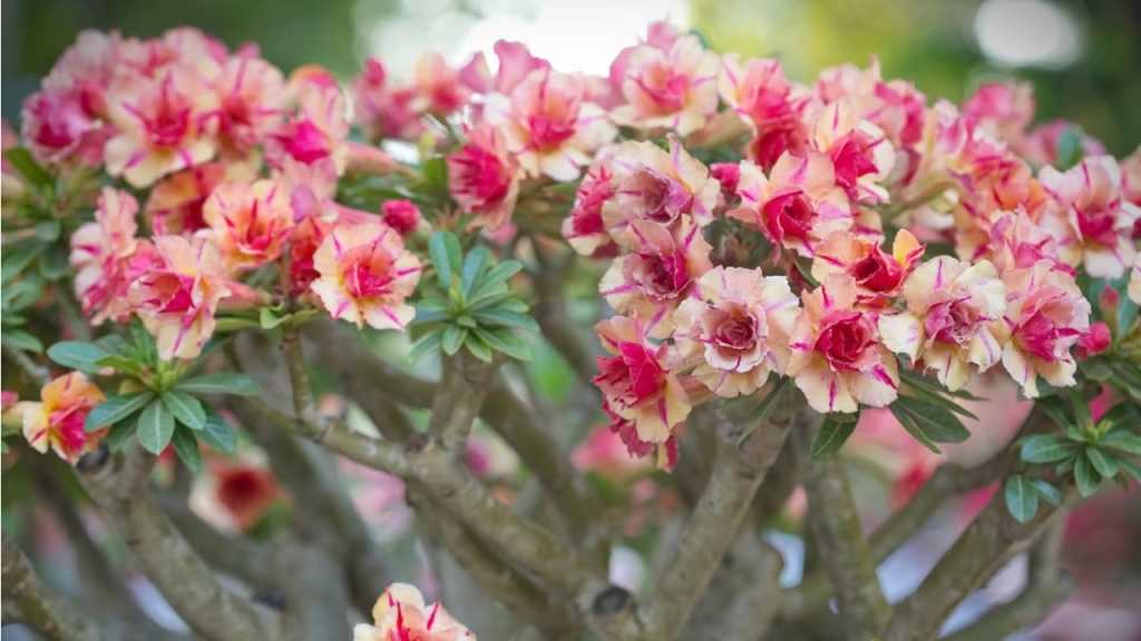 Wüstenrose Sukkulente Blüten in der Sonne