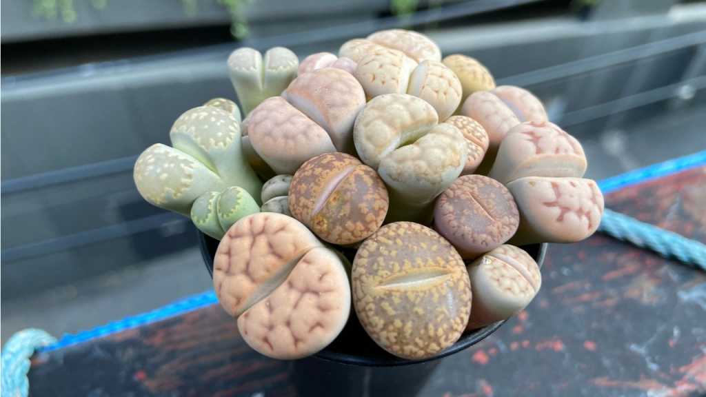 Lithops Sukkulente Pflanzen in Topf