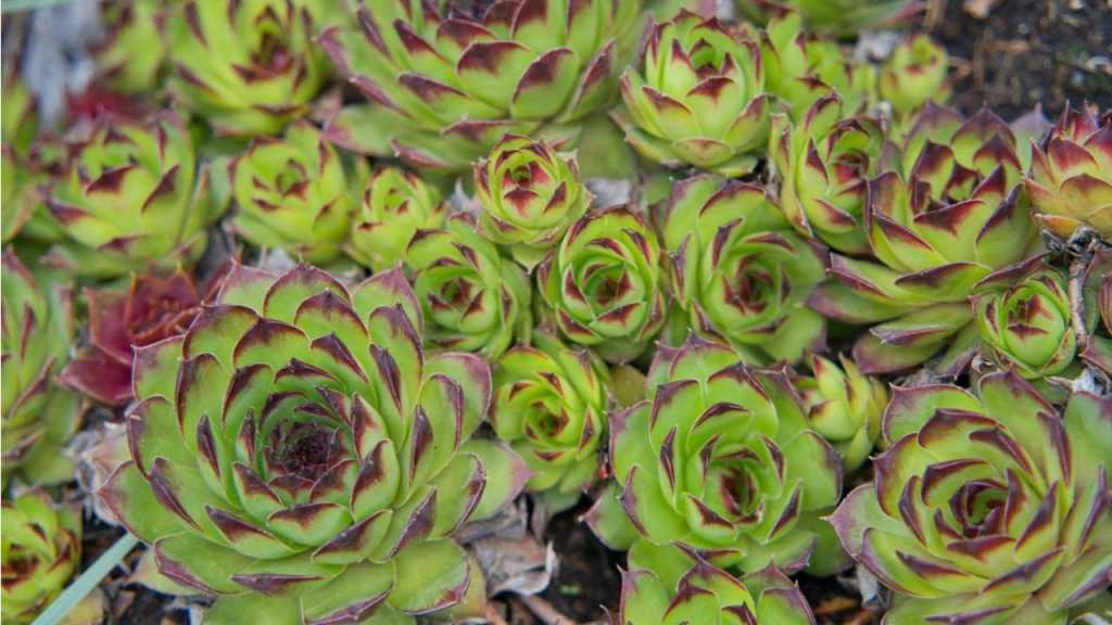 Mehrere Hauswurz Rosen im Garten