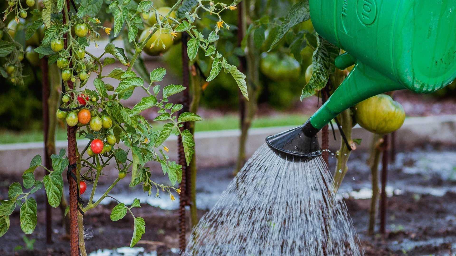 Tomaten werden gegossen
