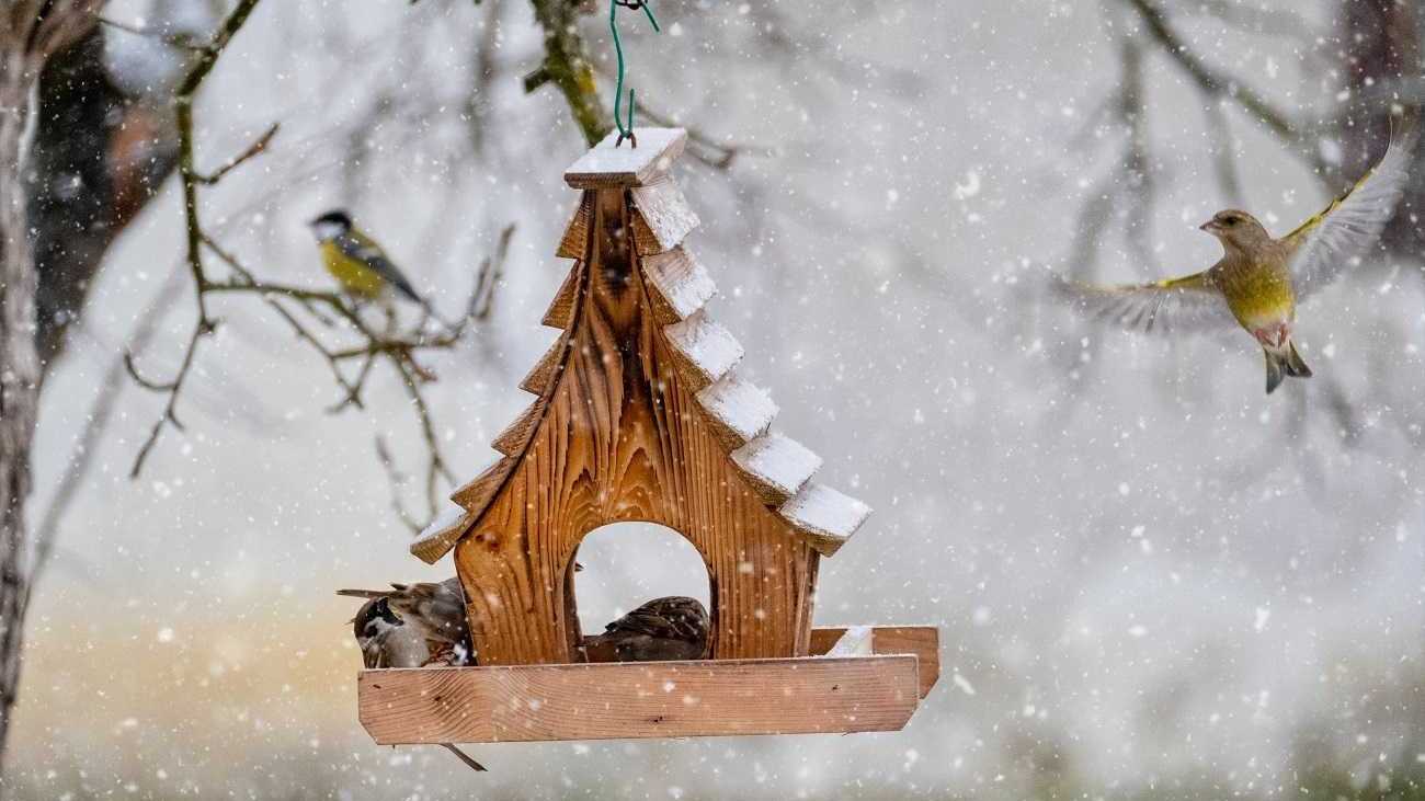 Vögel richtig füttern ist nicht schwer.
