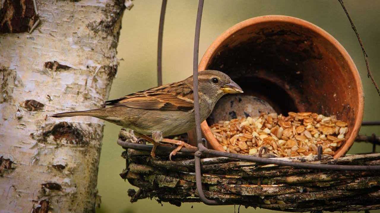 Je nach Vogelart bevorzugen die Tiere Weichfutter oder Körnerfutter.