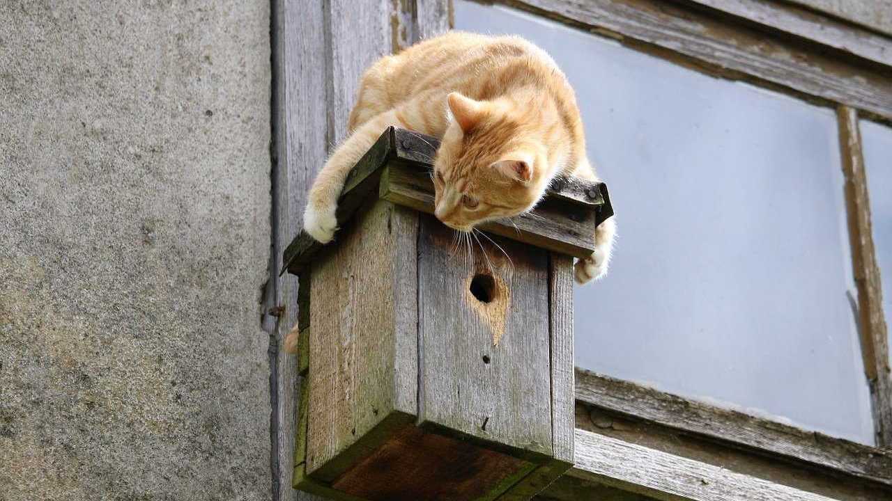 Katzen lauern den Vögeln gerne an Nistkästen und Futterstellen auf.