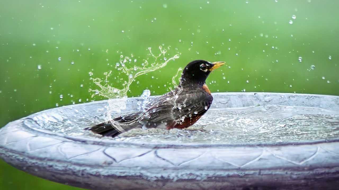 Vögel freuen sich auch über Wasser zum Baden und Trinken.