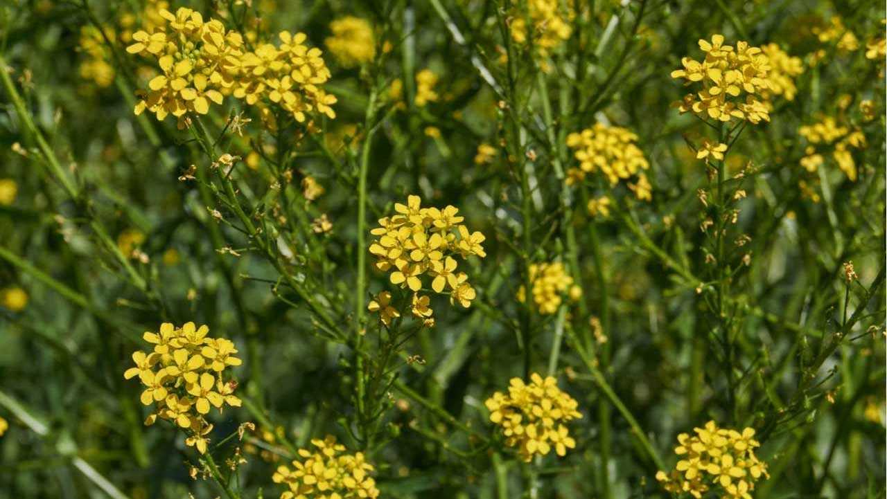 Winterkresse auf großem Feld